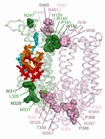 D1-CP43 MODIFICATIONS