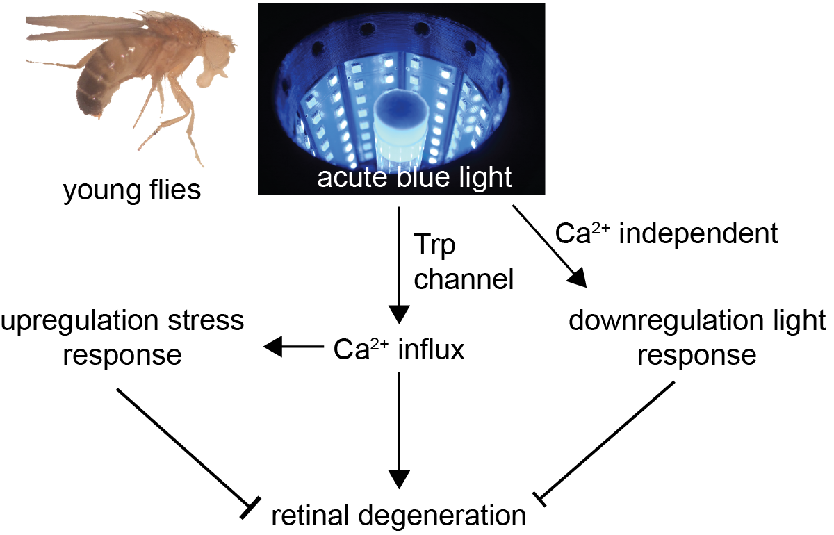 Image with graph of acute blue light study in flies 