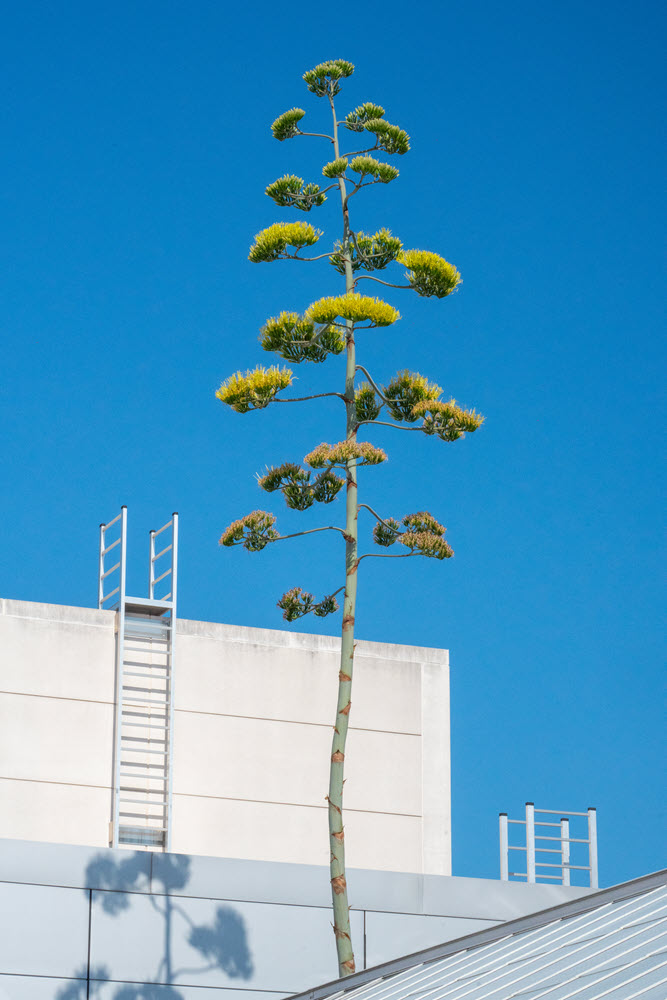 Plant standing tall above greenhouse roof