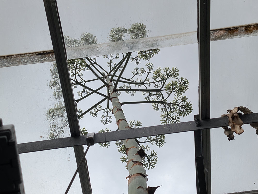 View of base of plant looking up at bloom through glass roof