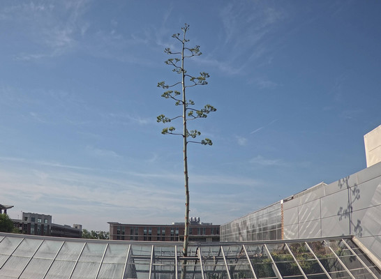 Photo of agave flowering stalk growing in and above greenhouse