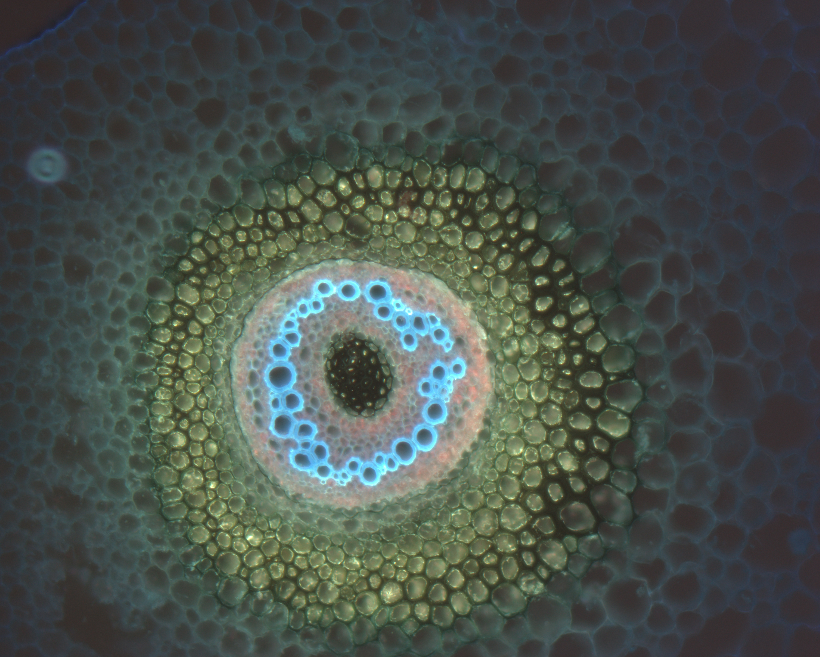 fern under microscope