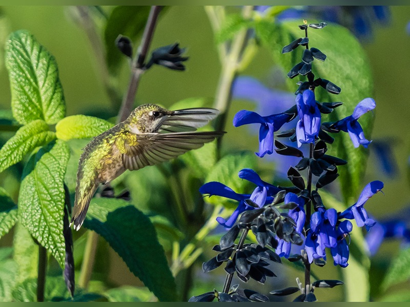 hummingbird and flower