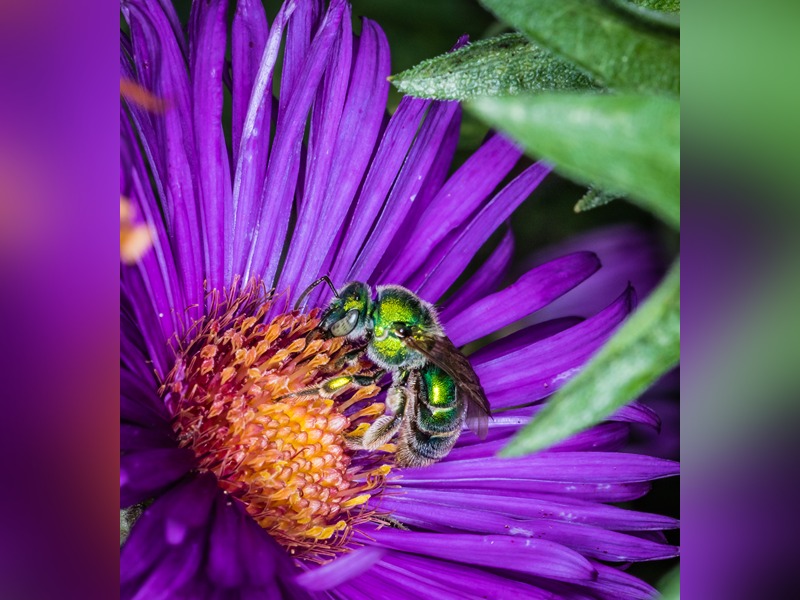 halictid bee on aster flower