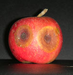 Bitter rot of apple