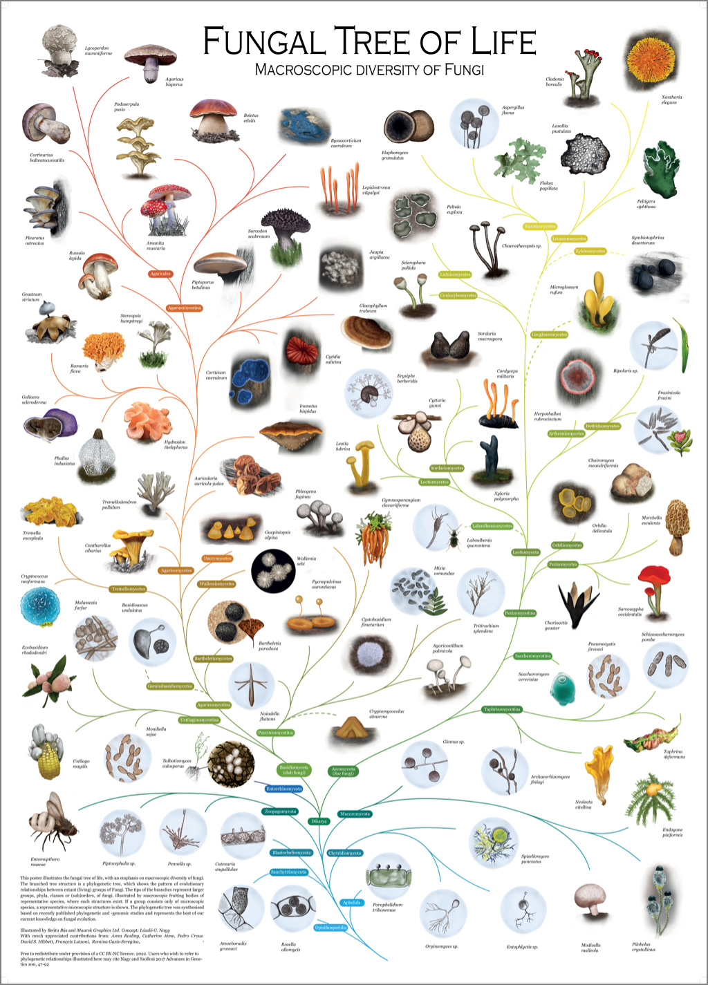fungal_tree_of_life_poster