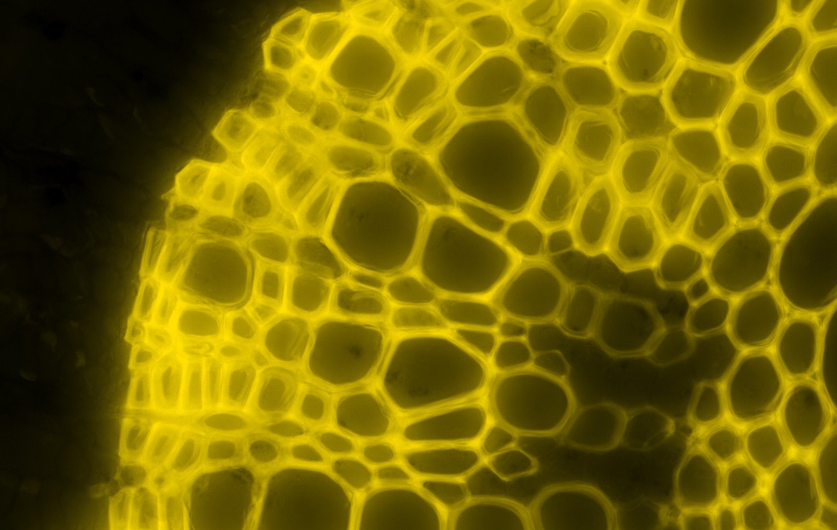 Microscopy Policy