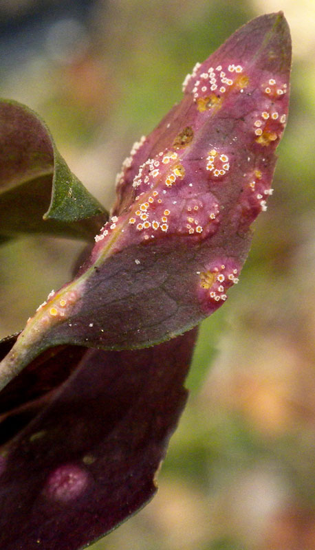 Puccinia