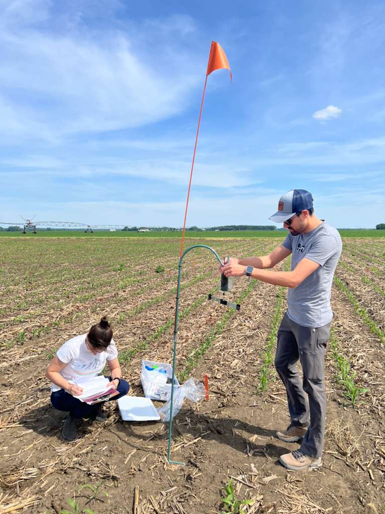 Spore traps corn fields