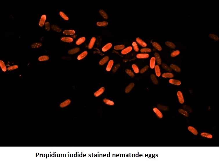 eggs-stained-by-propidium-iodide.jpg