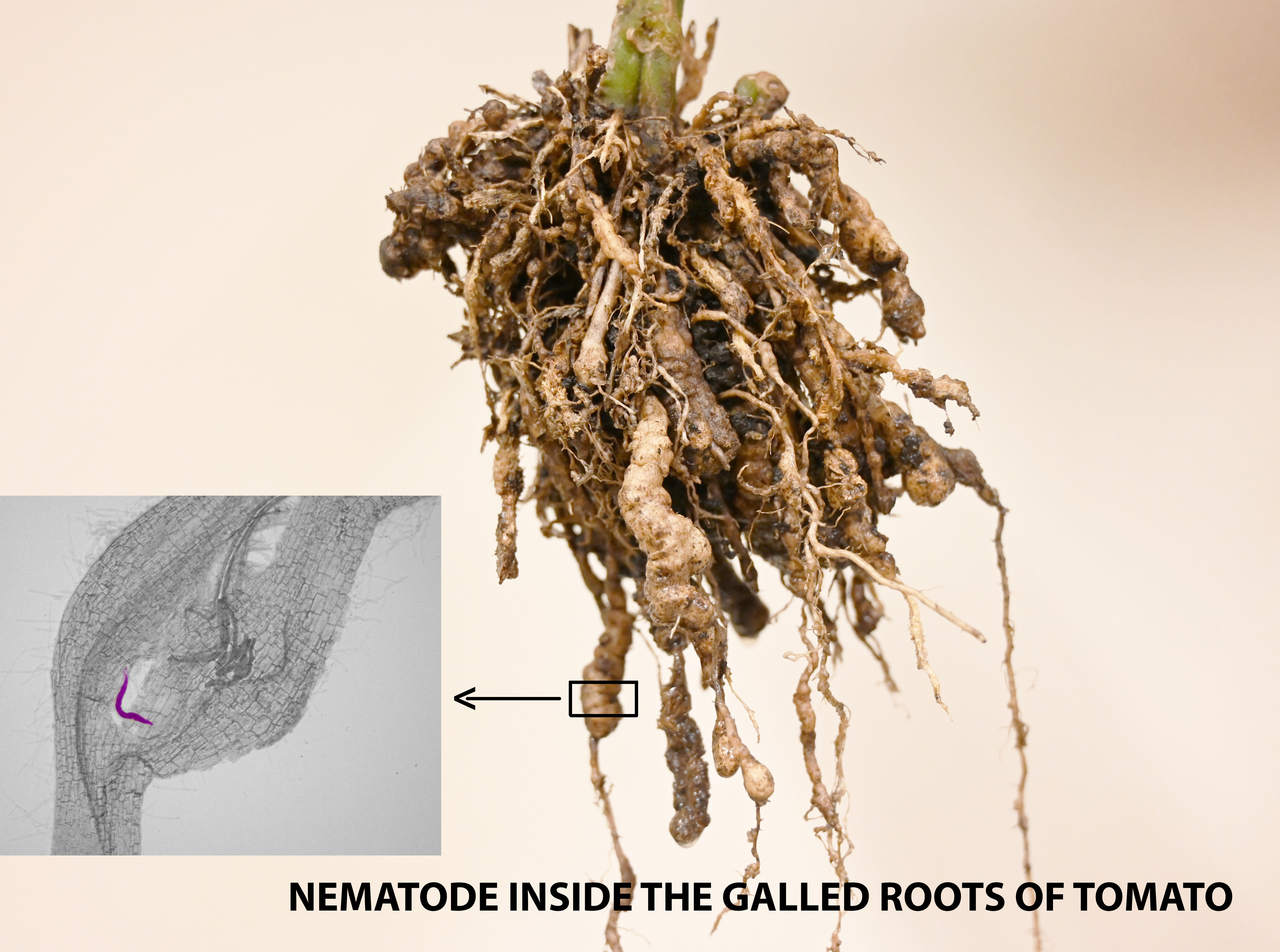 galled-root-by-nematode-infection.png