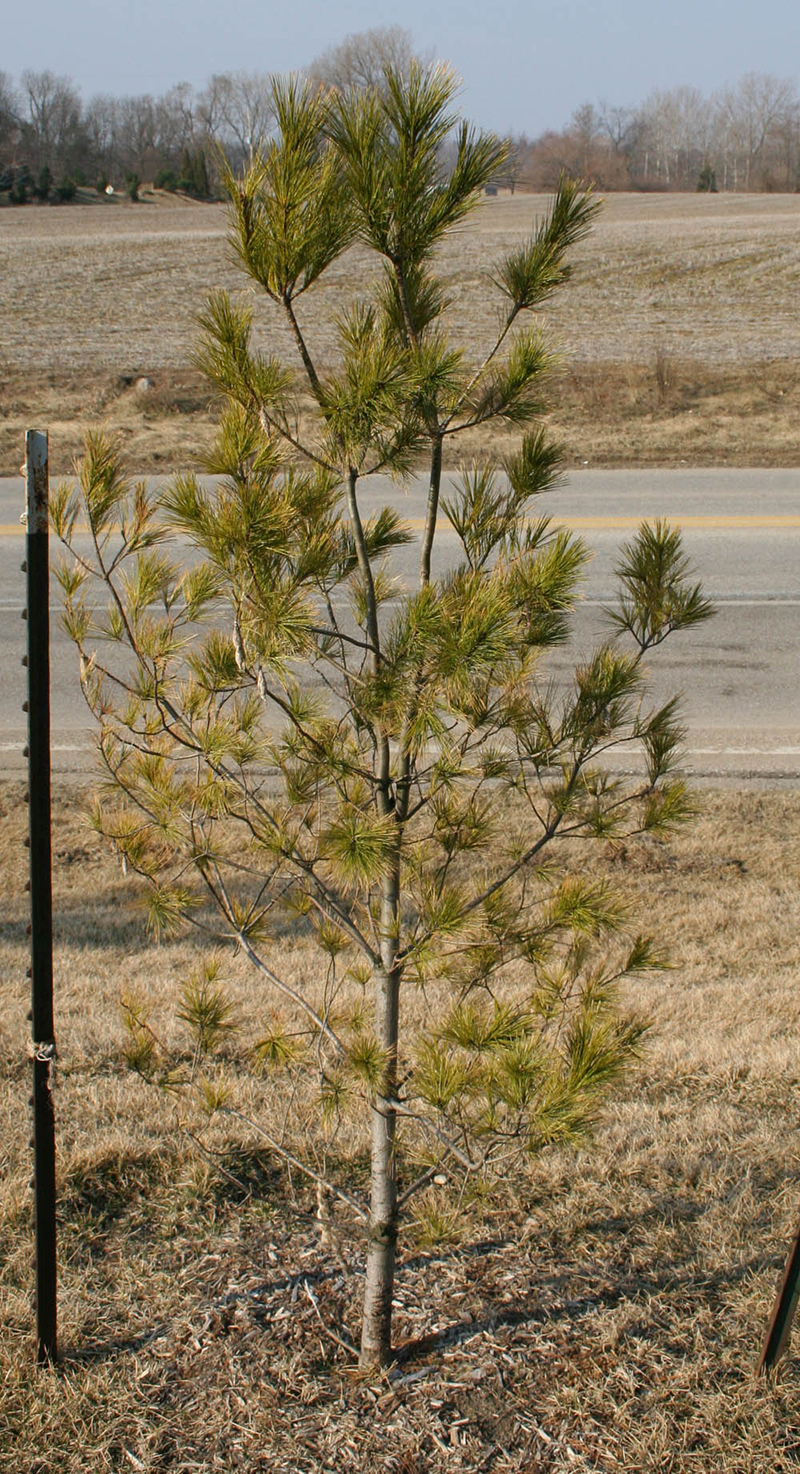 chlorotic pine