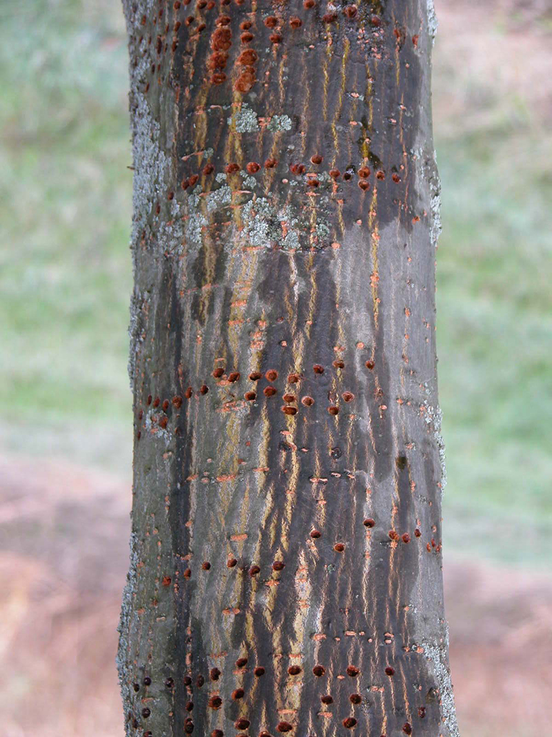 holes in tree