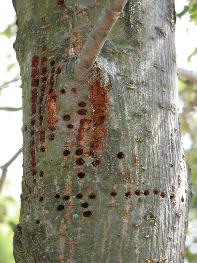 close up of holes in tree