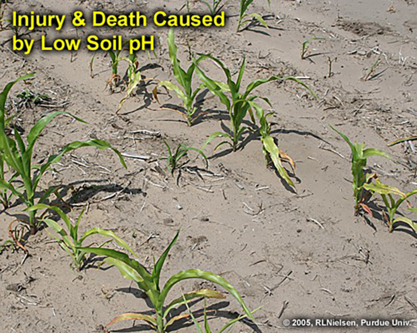 injury and death caused by low soil ph