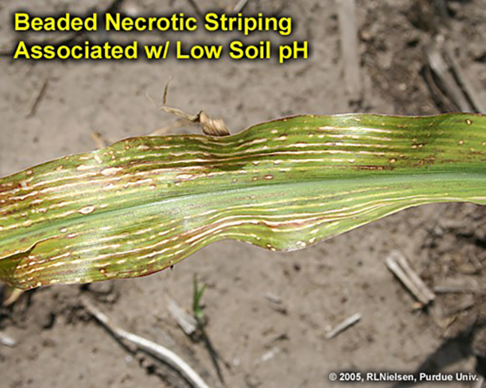 beaded necrotic striping associated with low soil ph