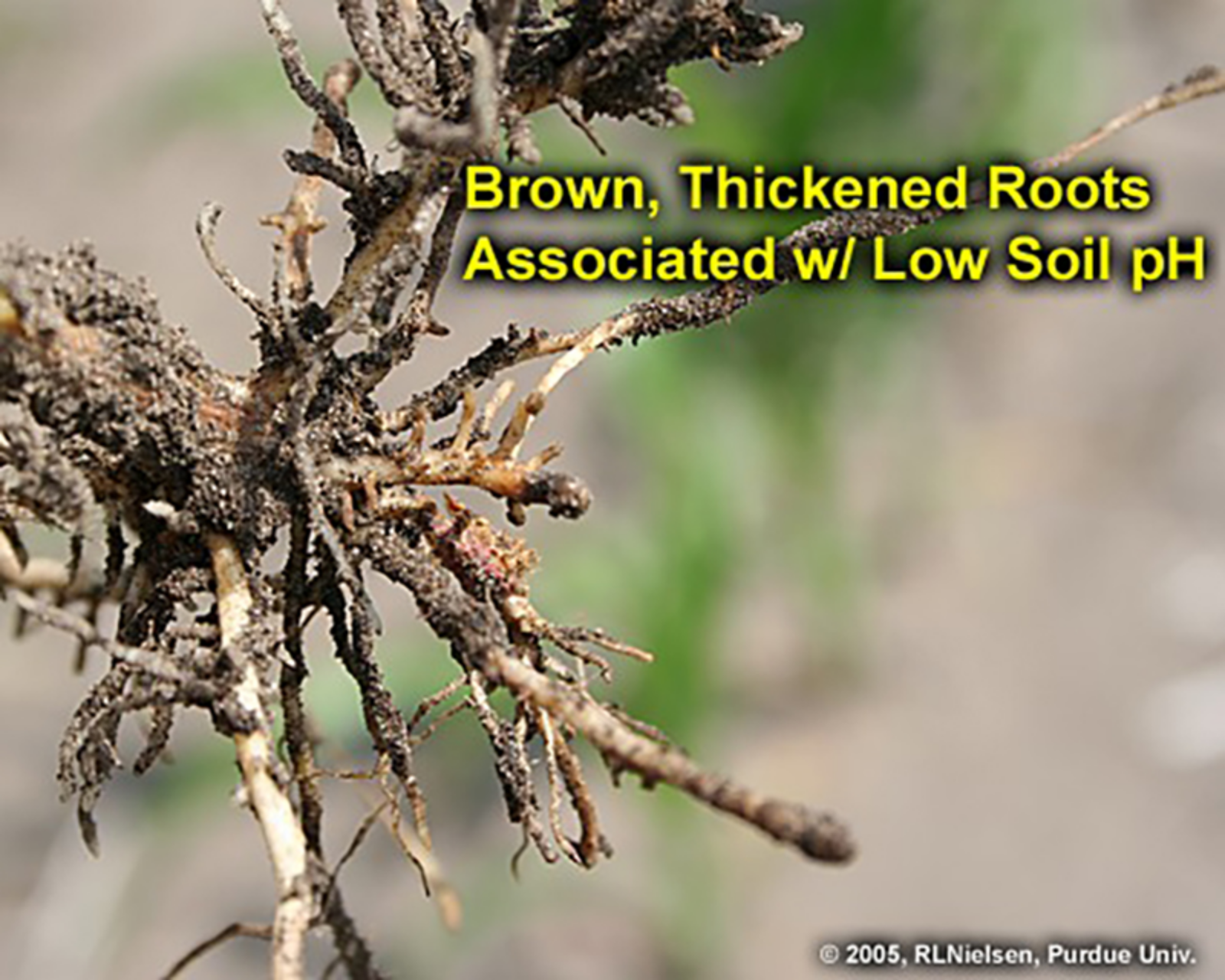 brown thickened roots associated with low soil ph