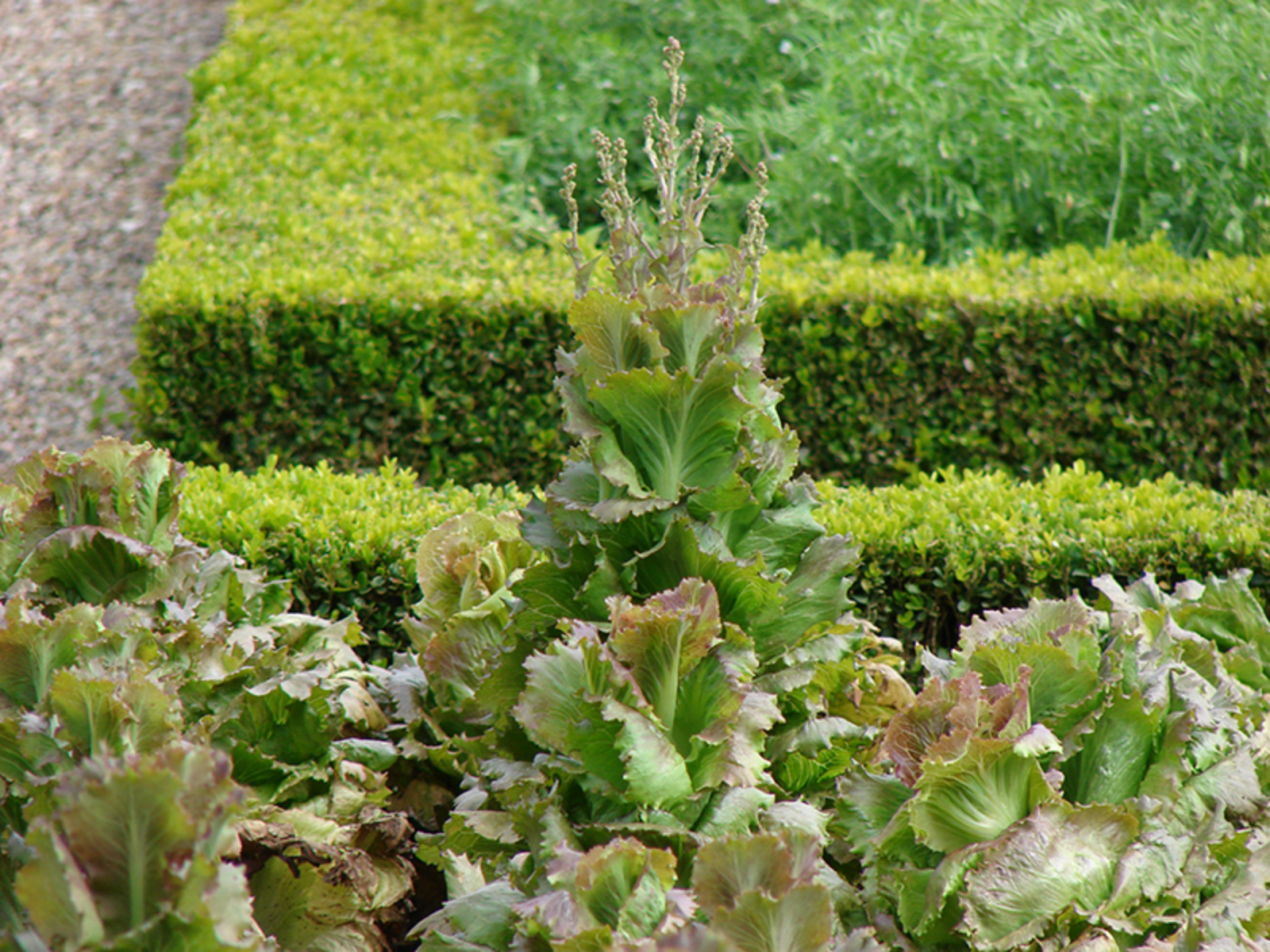 lettuce bolting