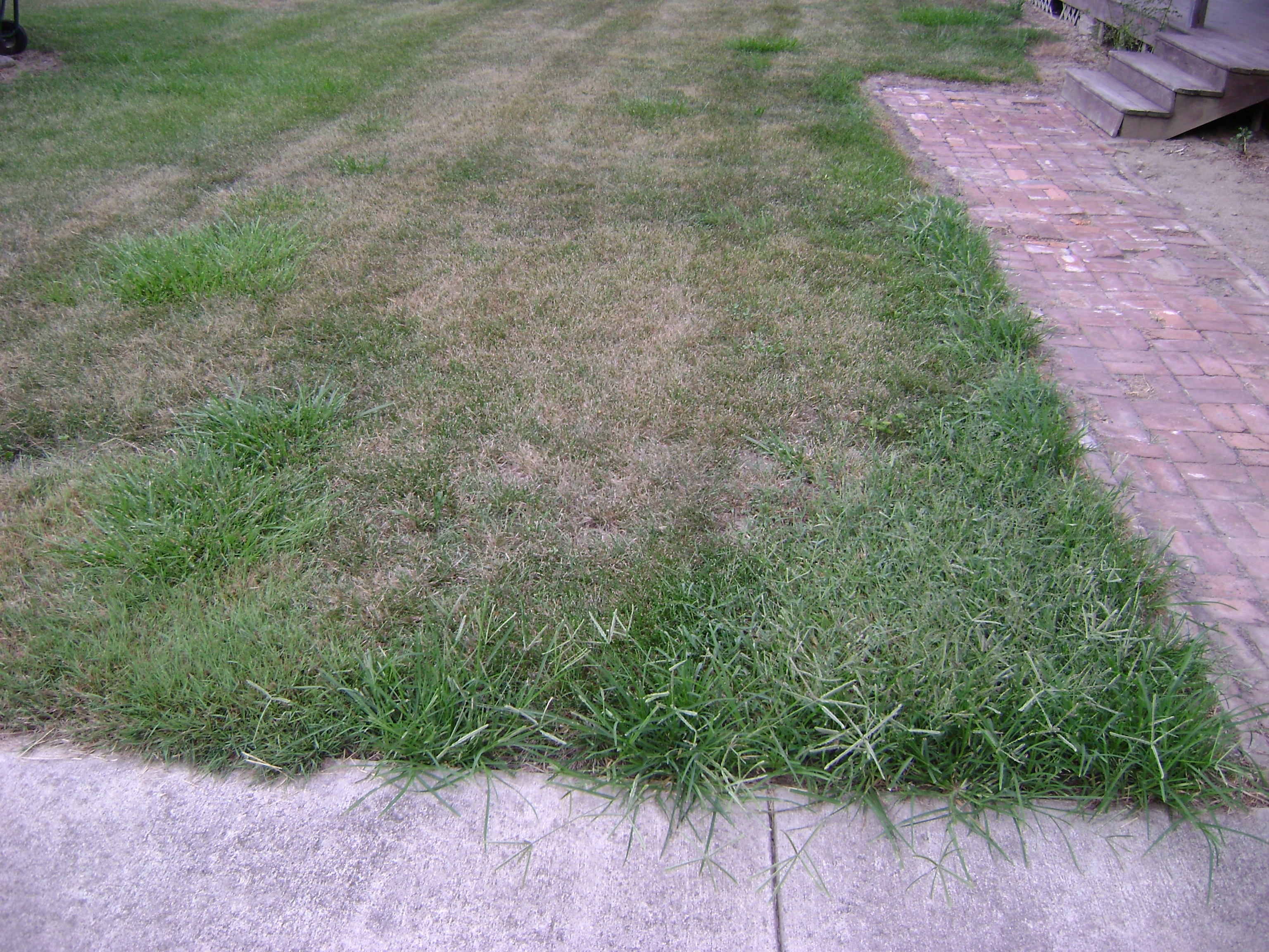 multiple grassy weeds
