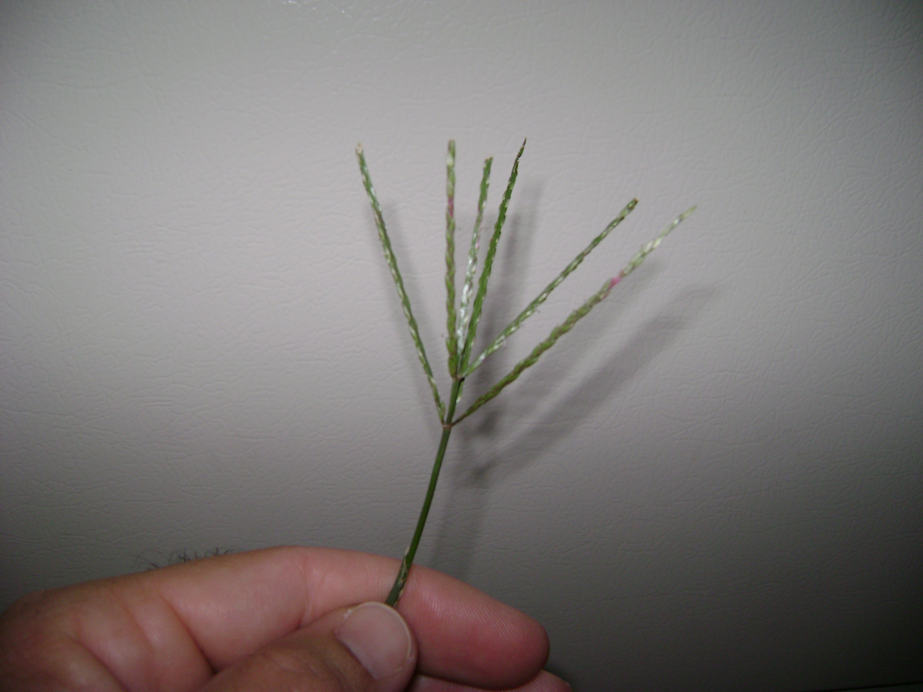 crabgrass seedhead