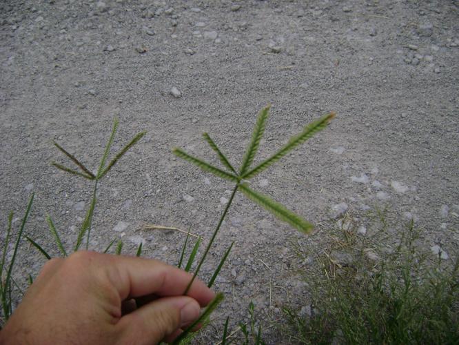 goosegrass seedhead