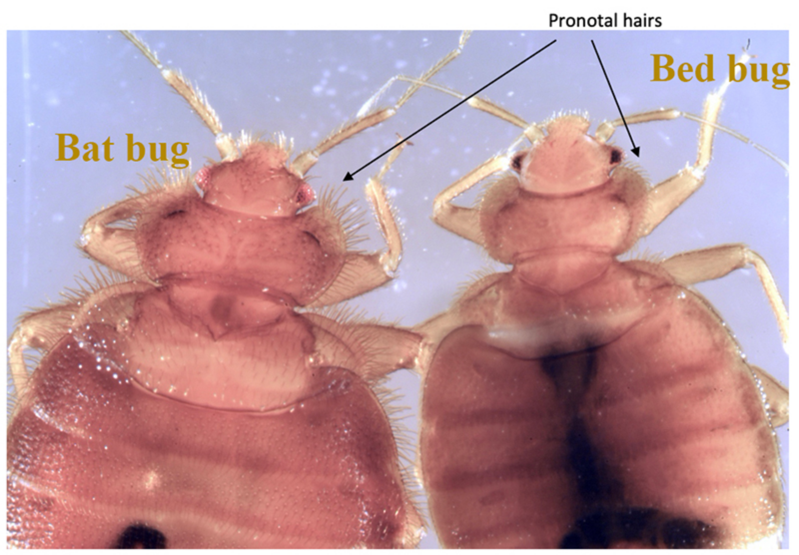 how to id bed or bat bug