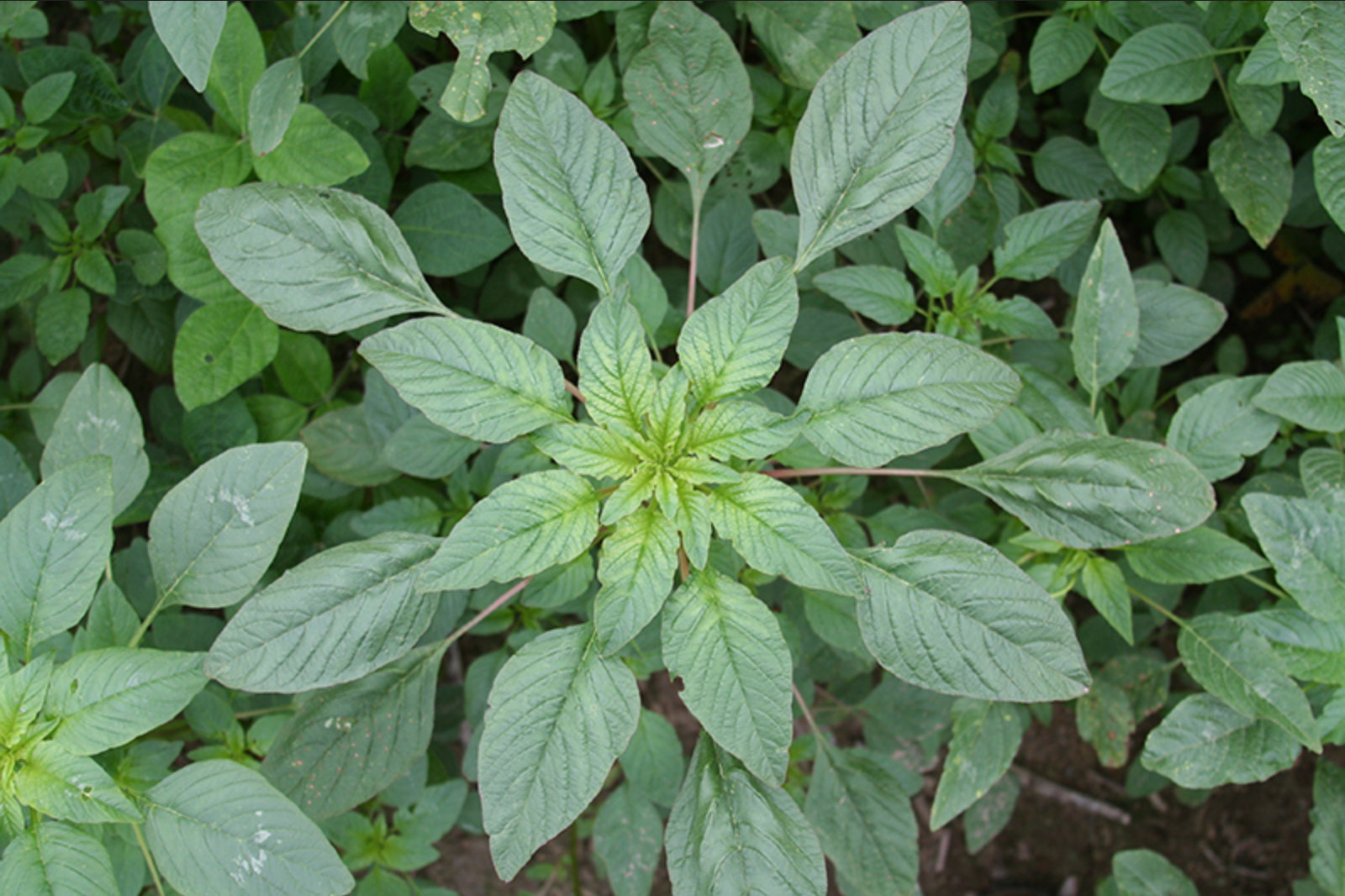 Palmer amaranth