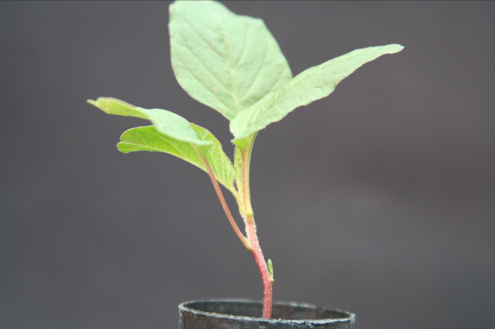 pigweed identification