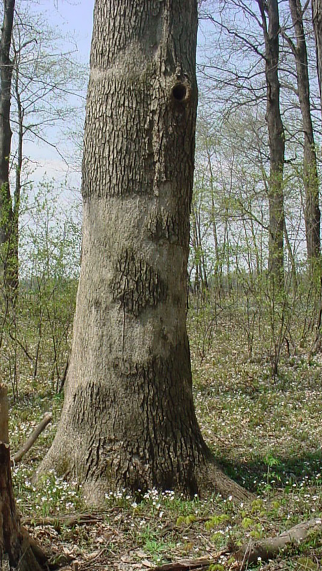 Oak tree with smooth patch.