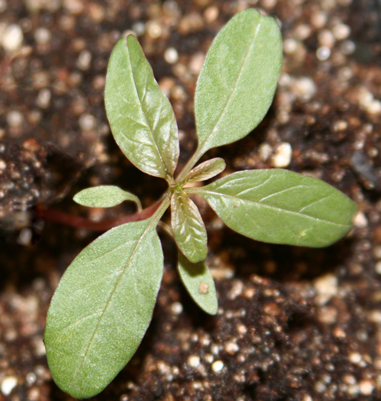 pigweed identification