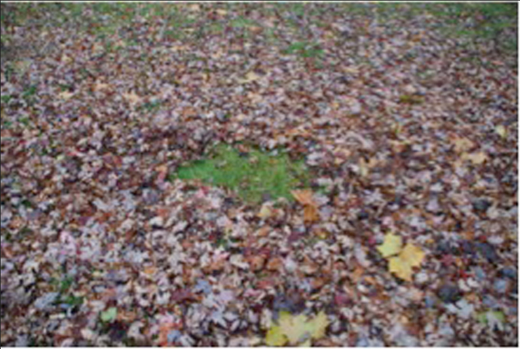 turf under leaves