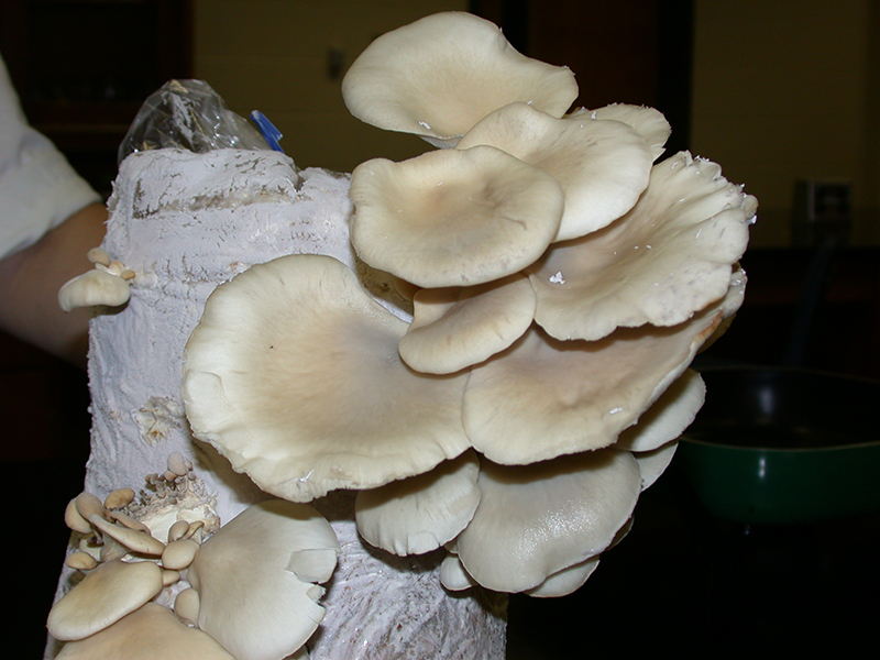 oyster mushroom