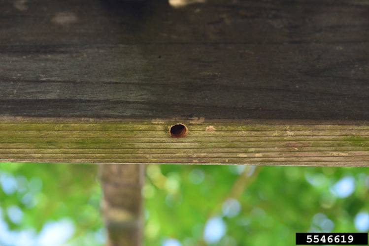 carpenter bee hole