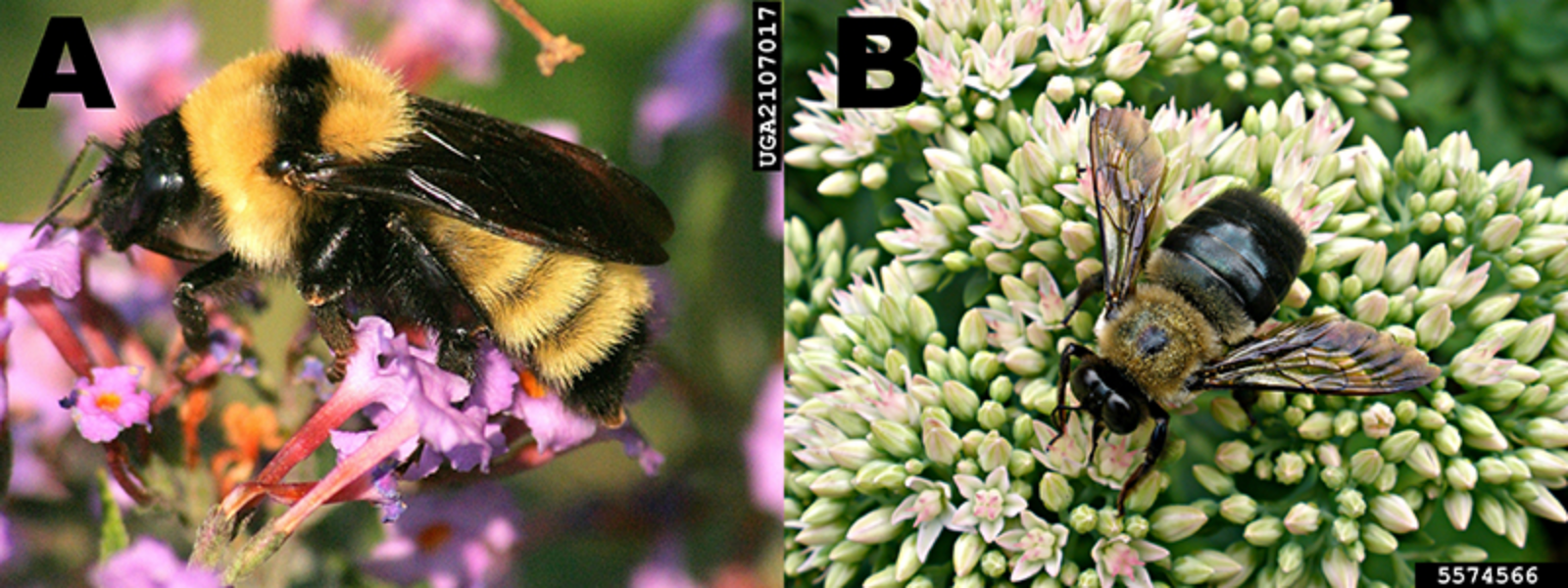 carpenter bee id