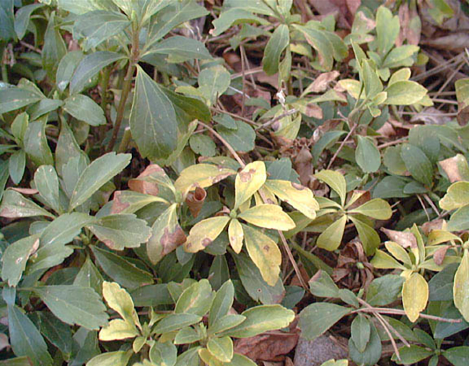 Overall picture of pachysandra