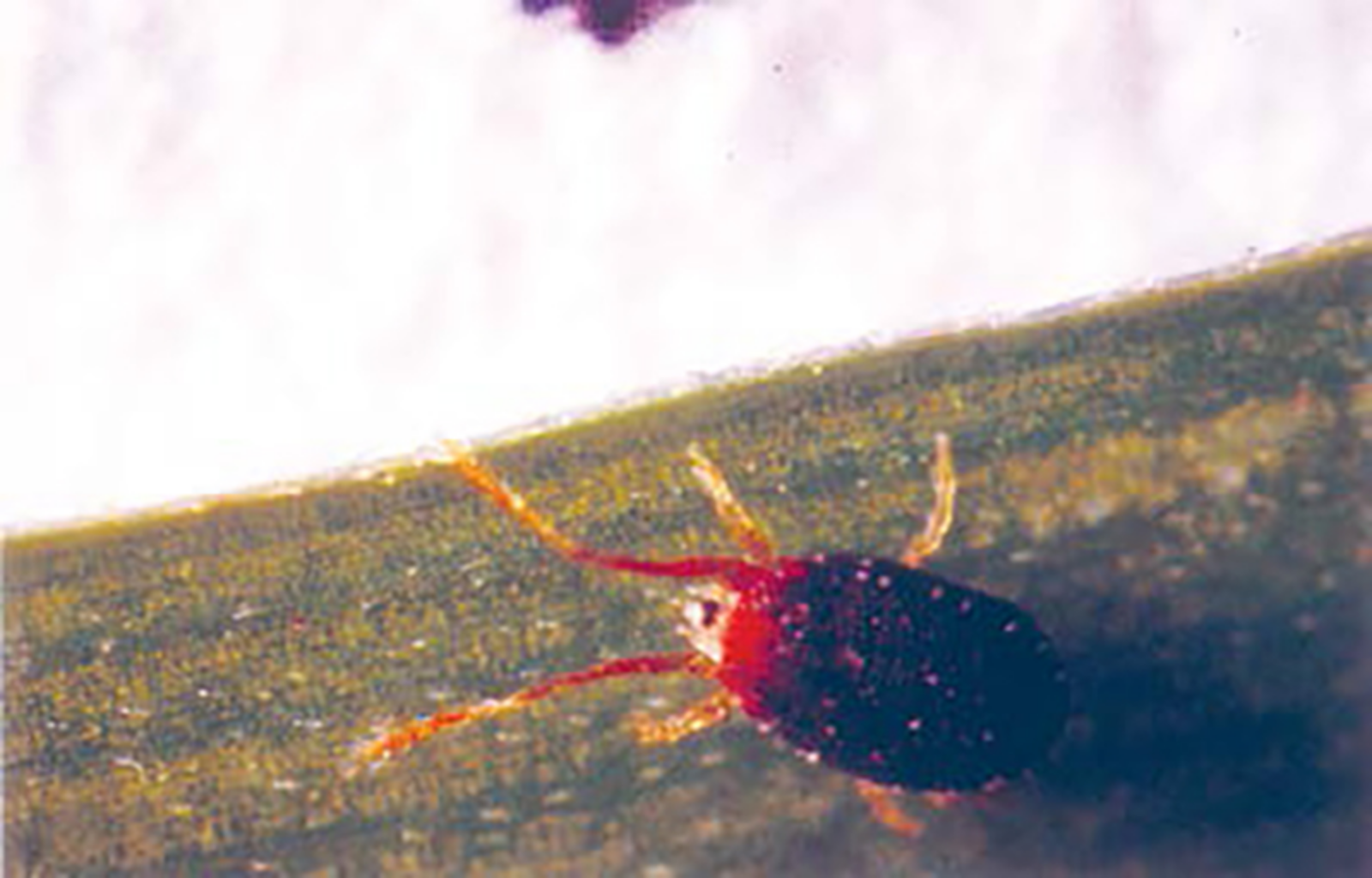 clover mite