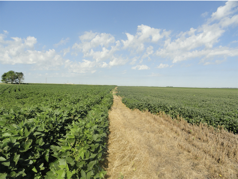 dicamba drifted onto susceptible soybeans