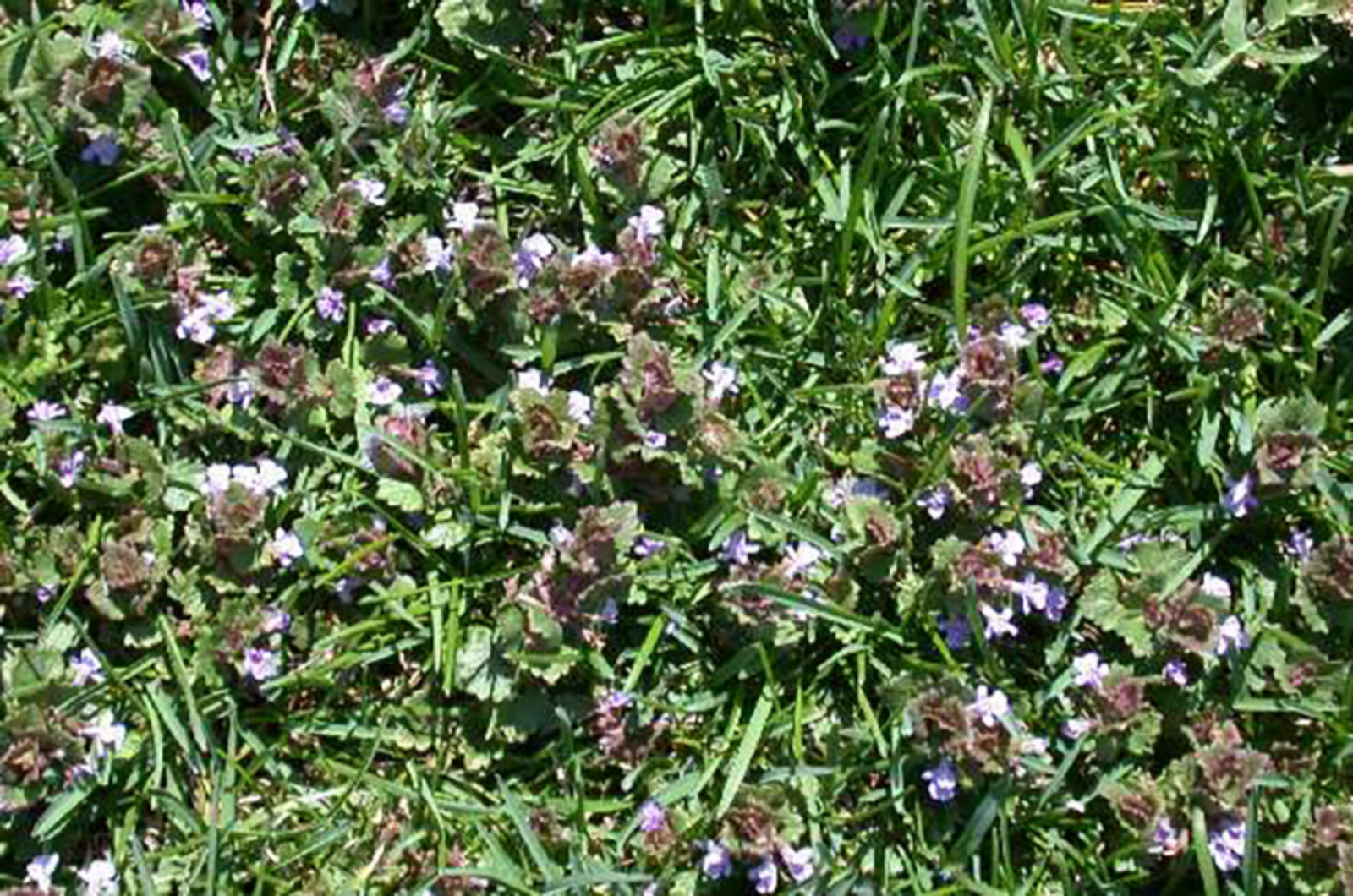 Ground Ivy flowering during early May.