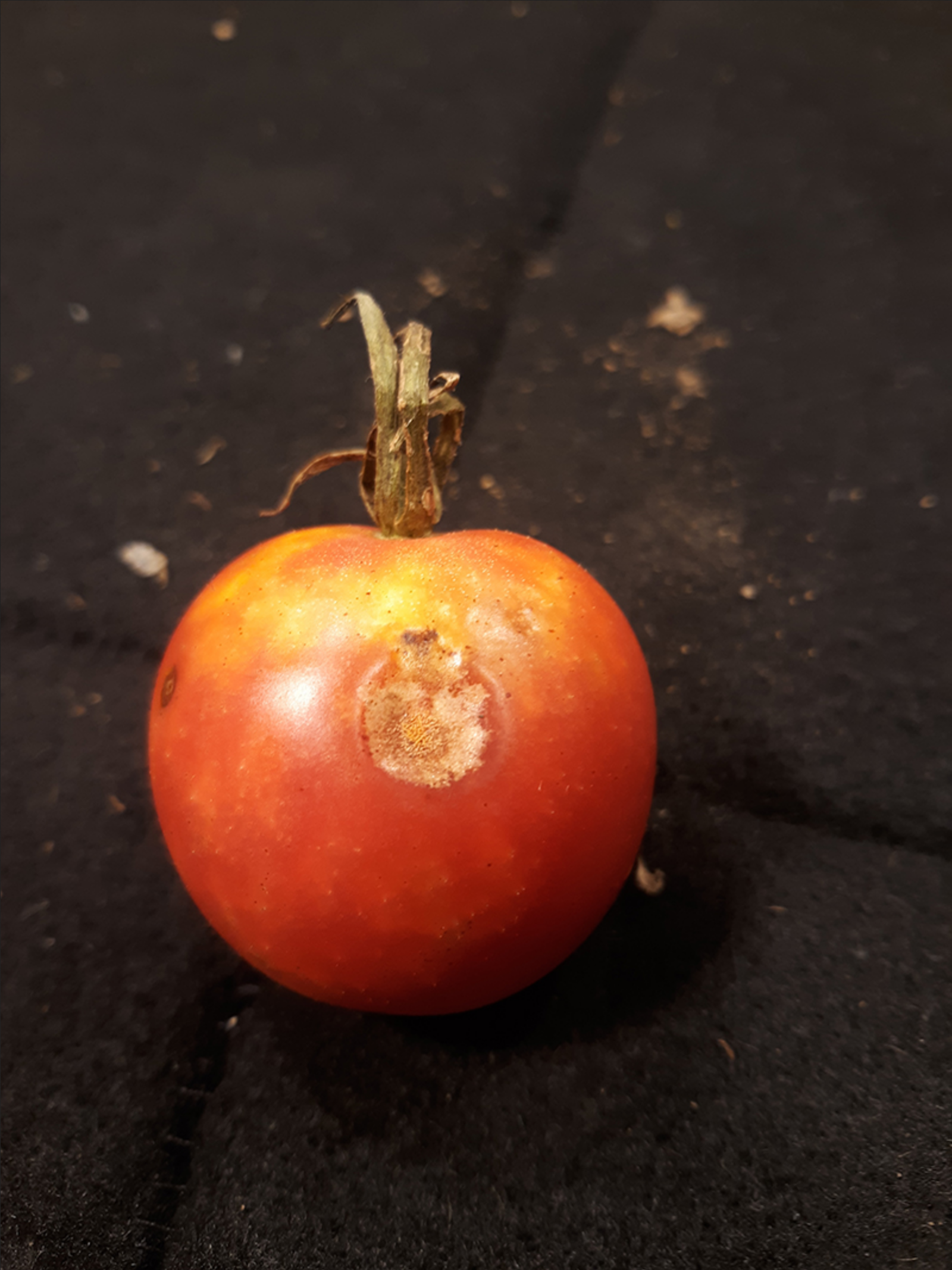 anthracnose of tomato