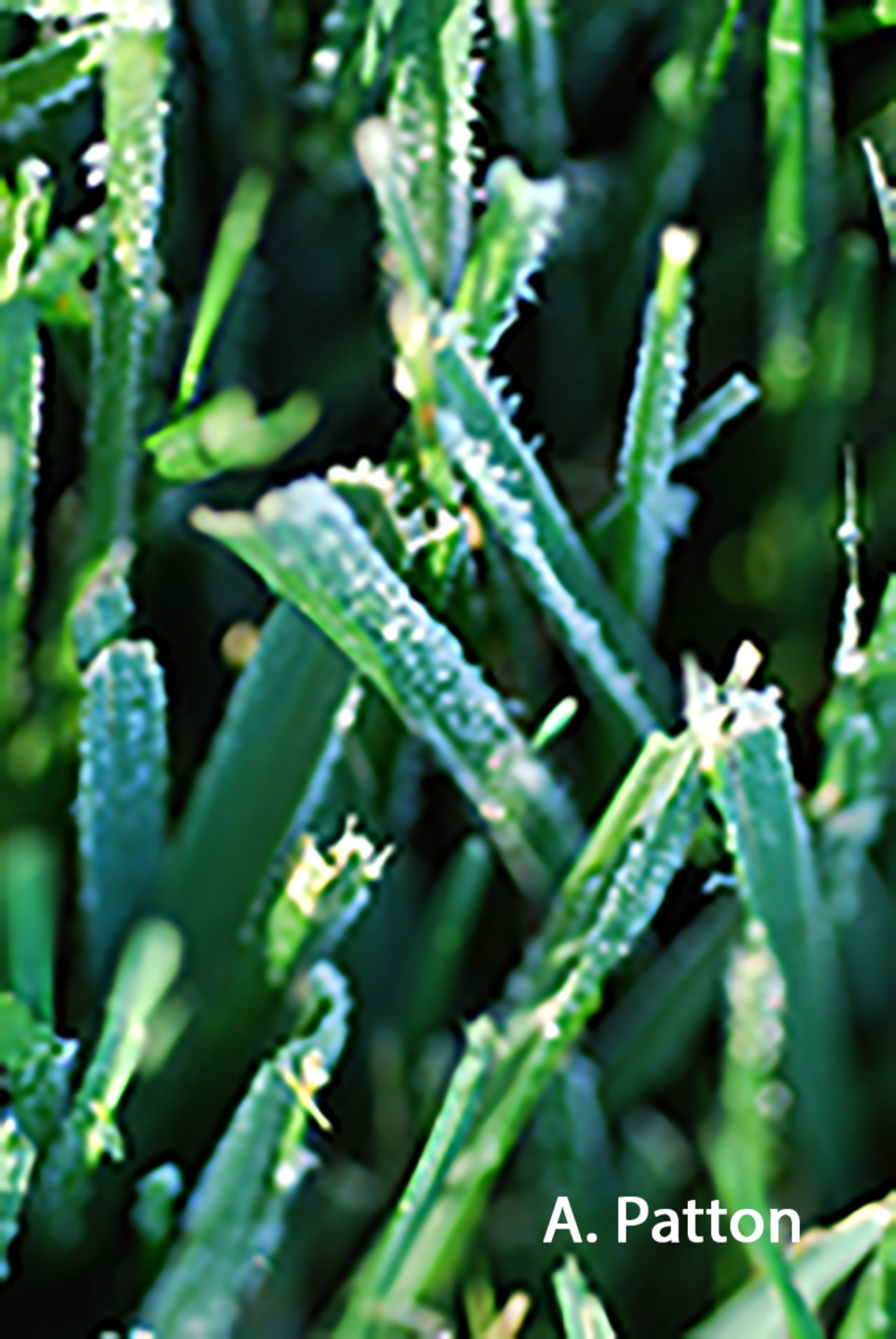 Frost on turf