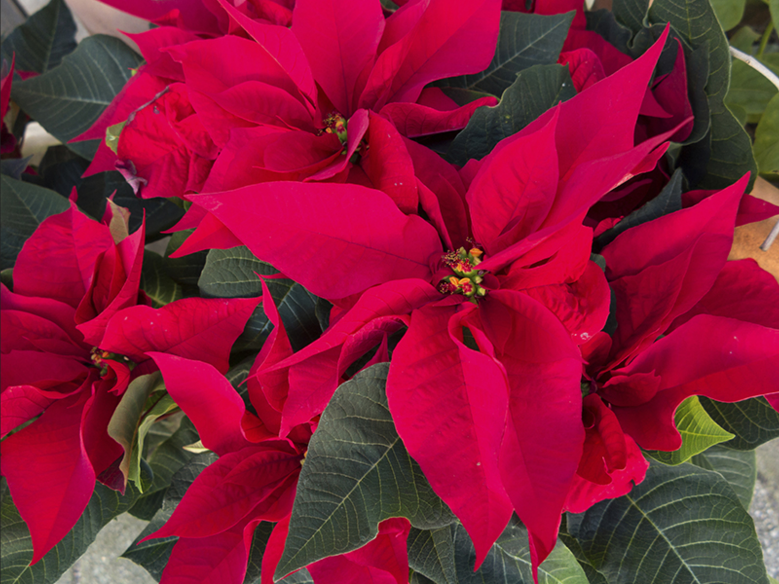 poinsettia