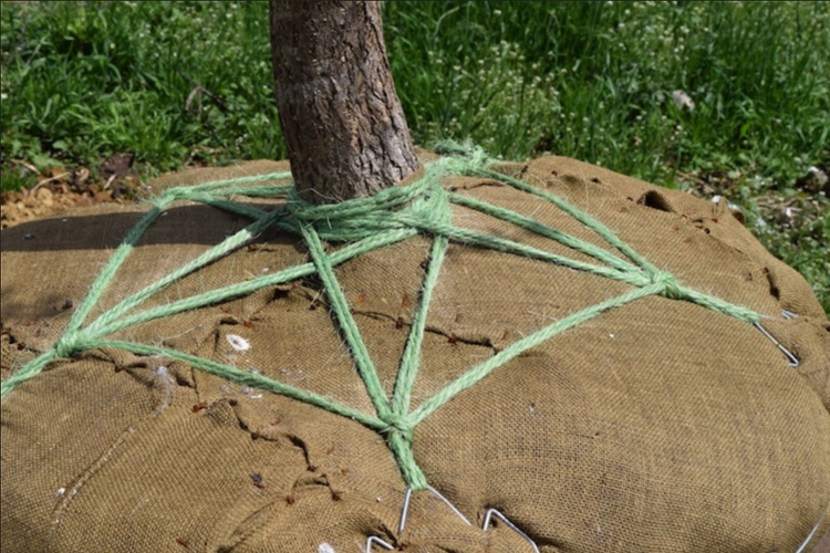 twine on root ball