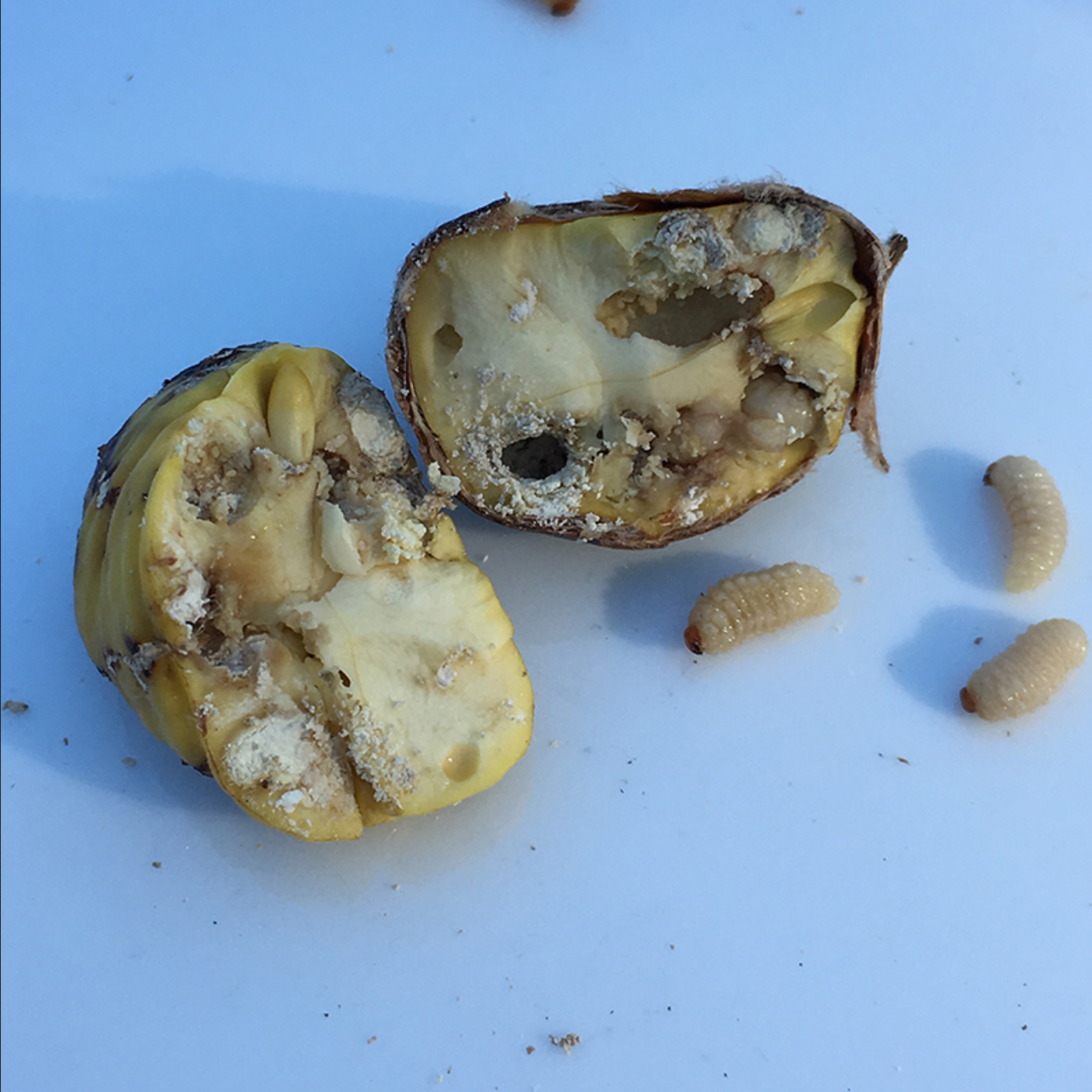 Larvae found in each infested nut