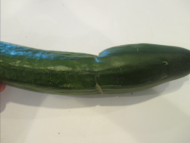 curved cucumber