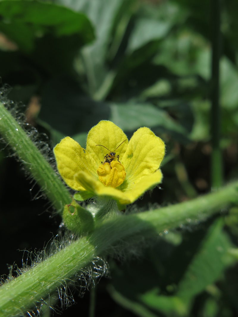 cucumber beetle