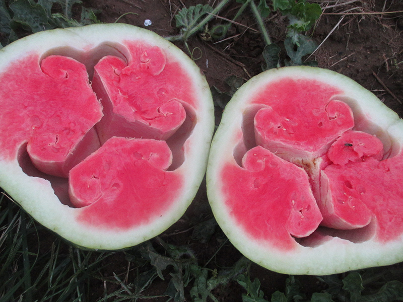 Hollowheart watermelon