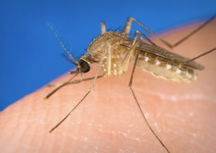 mosquito on hand