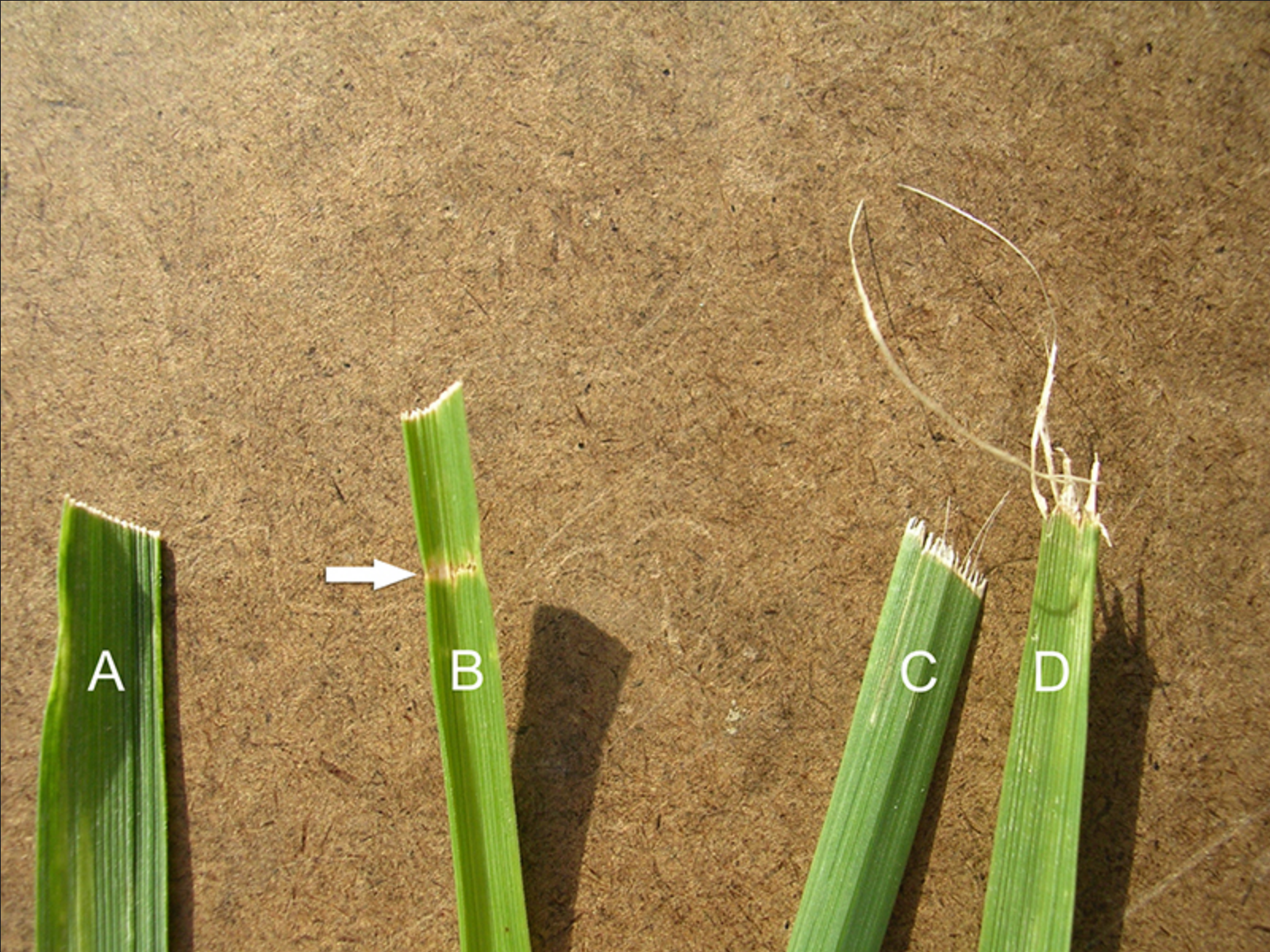Comparison of grass blades cut with differant blades and sharpness.