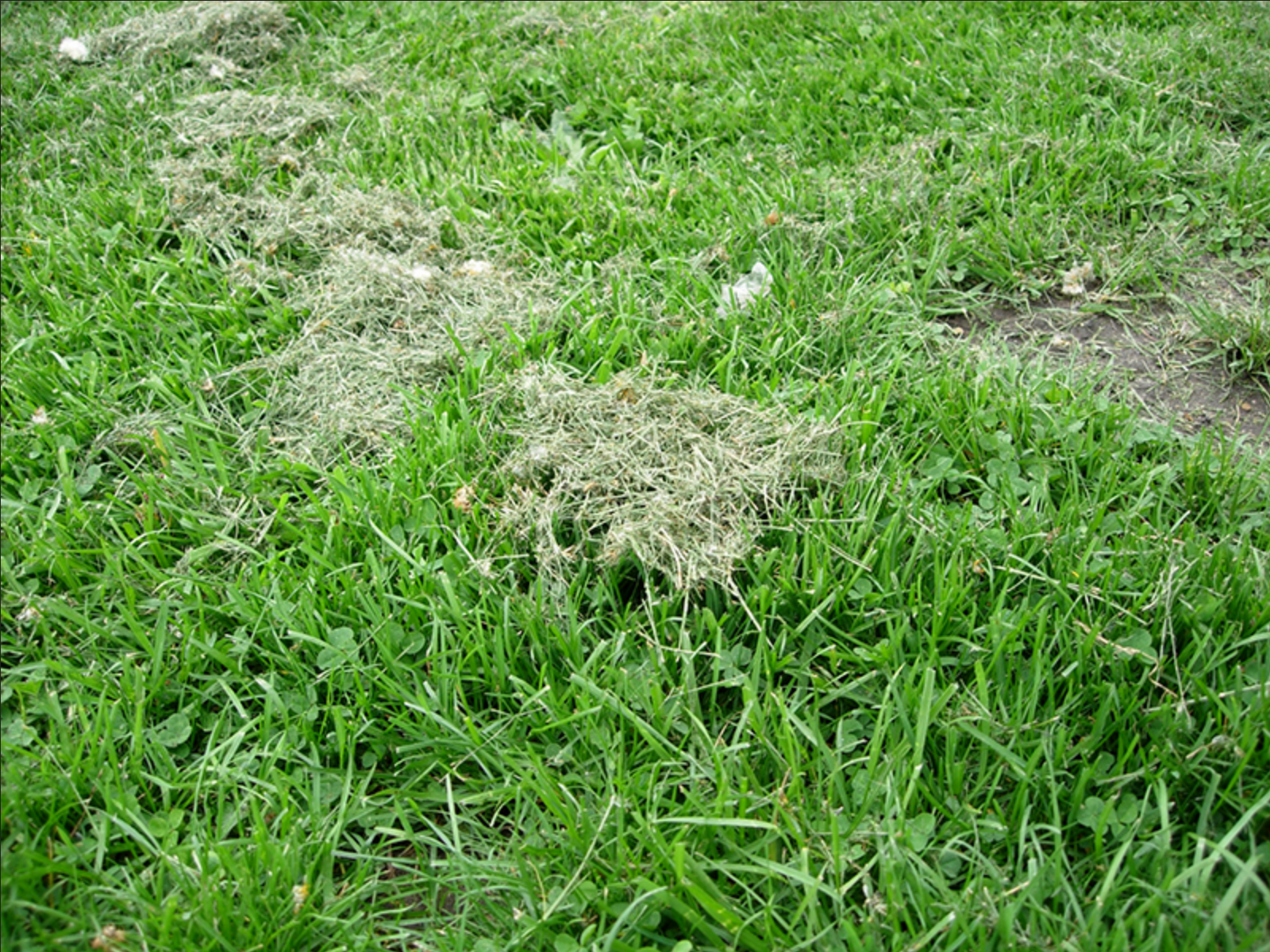 Excess grass clippings
