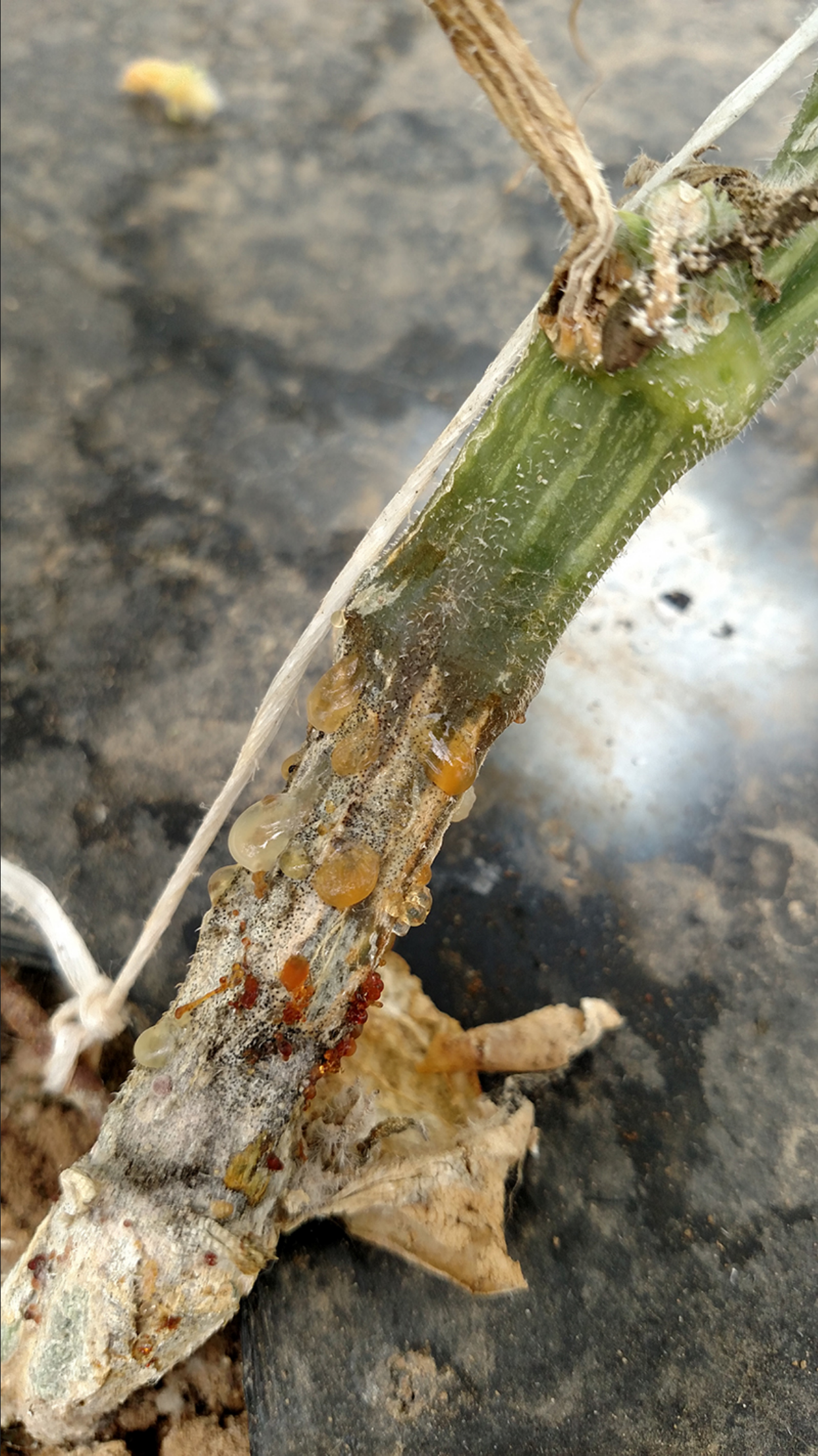light brown necrotic area at the base of the cucumber stem